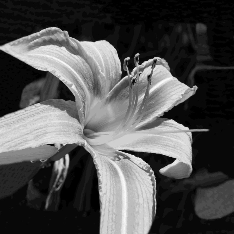 Noir et blanc - reproduction sur toile tendue, L 12 po x H 12 po