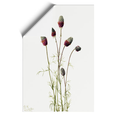 Purple Prairieclover by Mary Vaux Walcott - Frameless Print