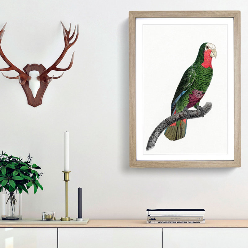 A Cuban Parrot by F. Levaillant - Framed Print, 63cm H x 45cm W x 2cm D, Oak Framed
