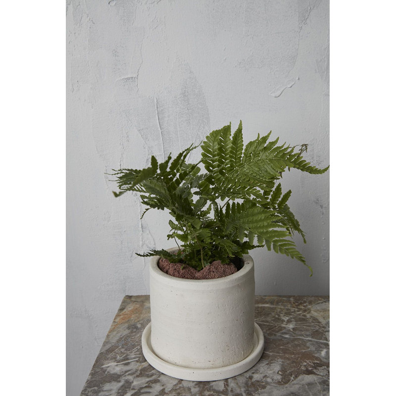 Pot à fleurs en céramique Alisha, H 4,25 po x l 5,5 po x P 5,5 po