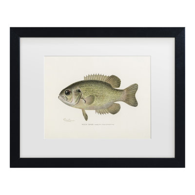 Bolog Pictufy Rock Bass By Sherman F. Denton Matted Framed Art