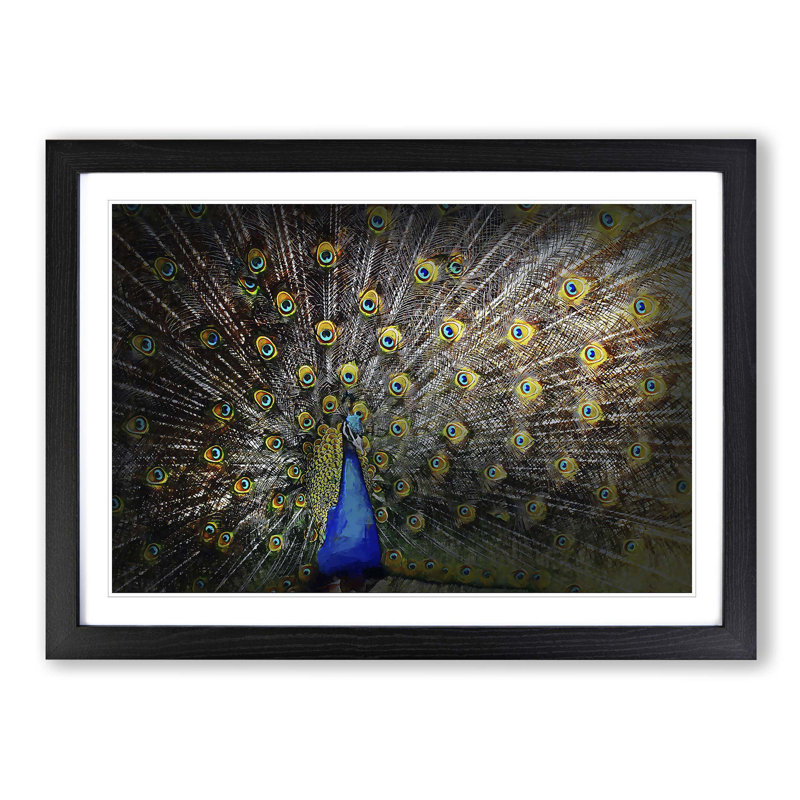 Peacock with Outstretched Feathers - Framed Print, 36cm H x 48cm W x 2cm D, Black Framed