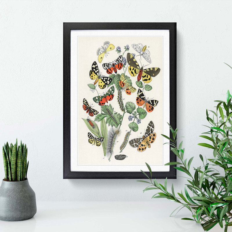 Caterpillars, Butterflies & Moths by W.F. Kirby - Picture Frame Graphic Art Print, Black Framed, 36cm H x 27cm W x 2cm D