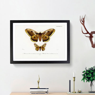 Emperor Moths Illustrations by Charles D' Orbigny - Picture Frame Painting Print