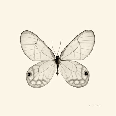 Papillon I BW