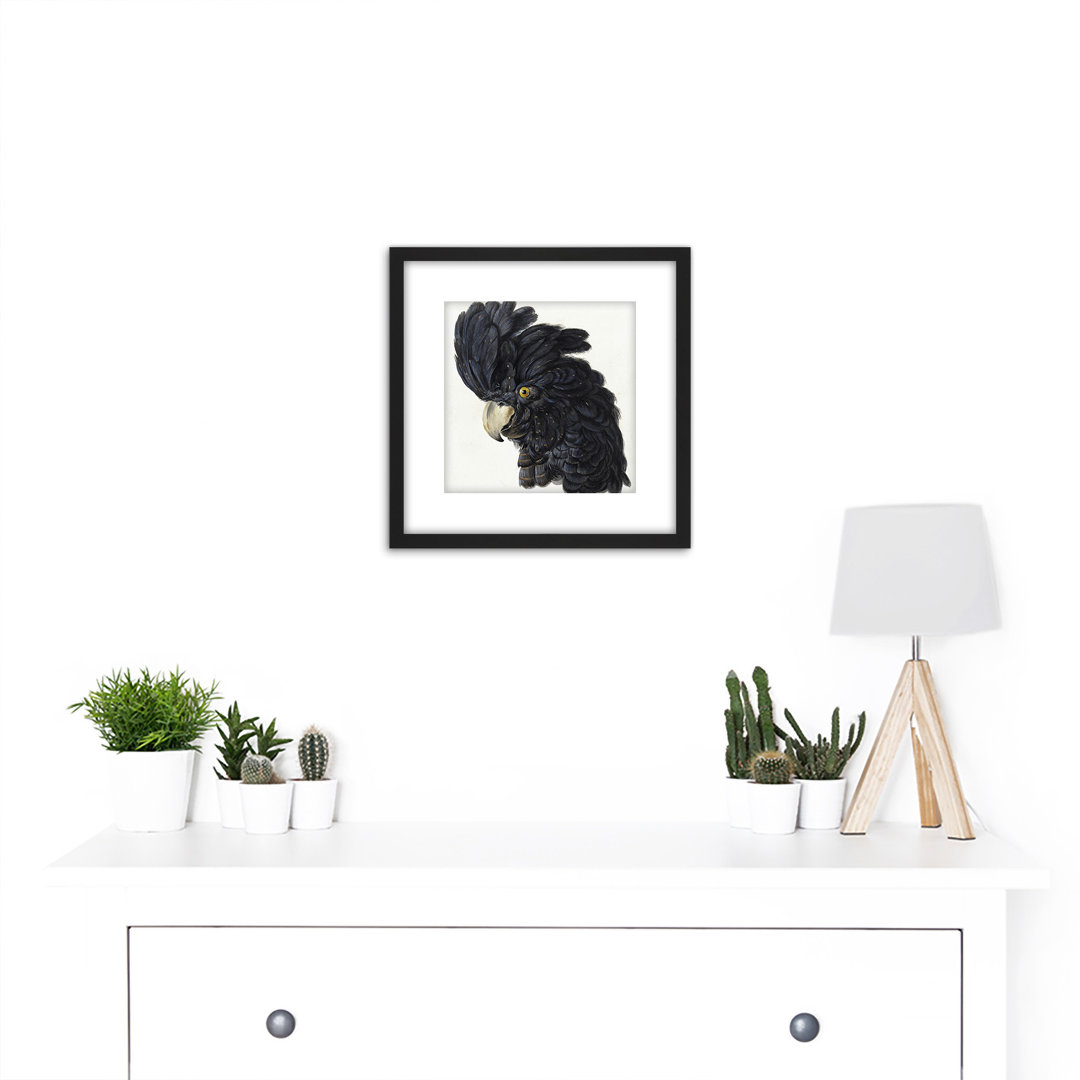 Head Cockatoo Parrot Bird by Schouman - Single Picture Frame Painting