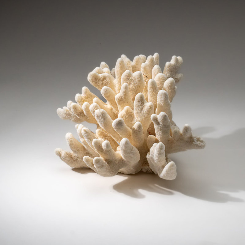 Genuine White Cat's Paw Coral (6.5 Lbs)