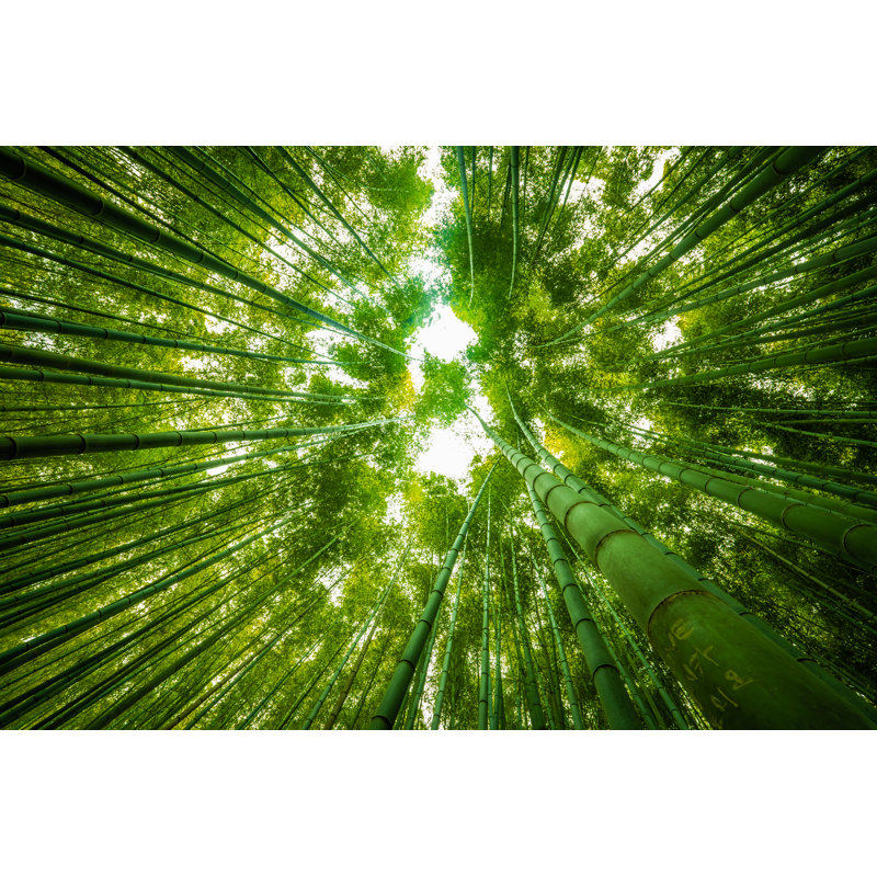 Giant Bamboo - Wrapped Canvas Print, 30cm H x 46cm W x 3.8cm D