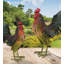 Napa Rooster Statue
