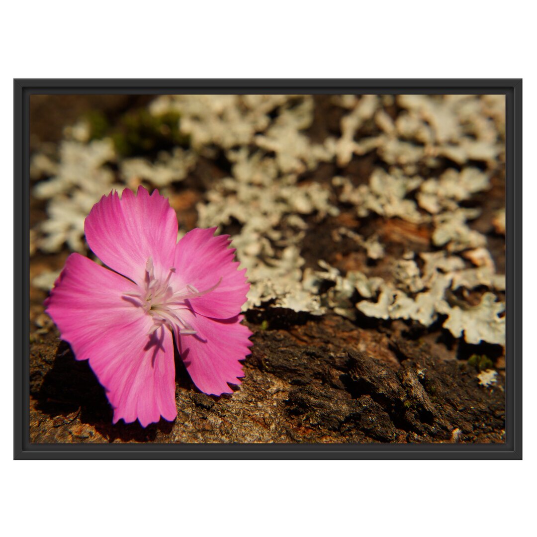 Gerahmtes Wandbild einzelne rosafarbene Blüte