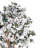 5ft. Dogwood Silk Tree