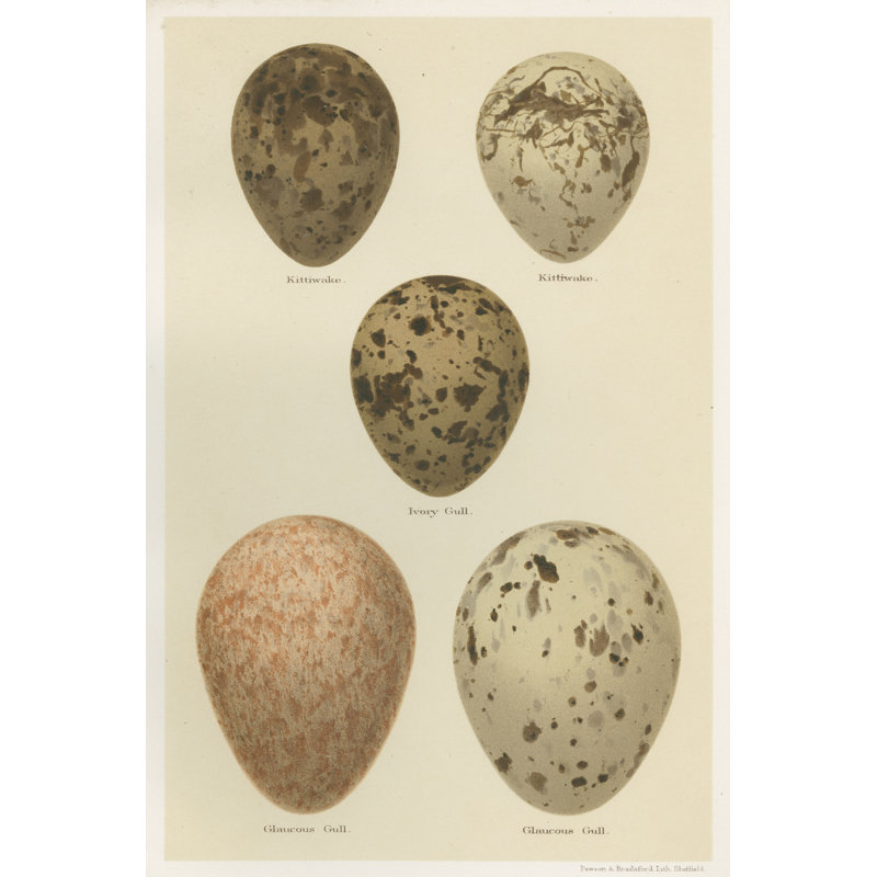 Antique Bird Egg Study IV by Henry Seebohm - Painting Print, 30cm H x 20cm W, Wrapped Canvas