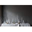 Silver Leaf Evergreen-46309273