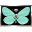 Papillon Tiffany (horizontal) - impression-705337228-705337229
