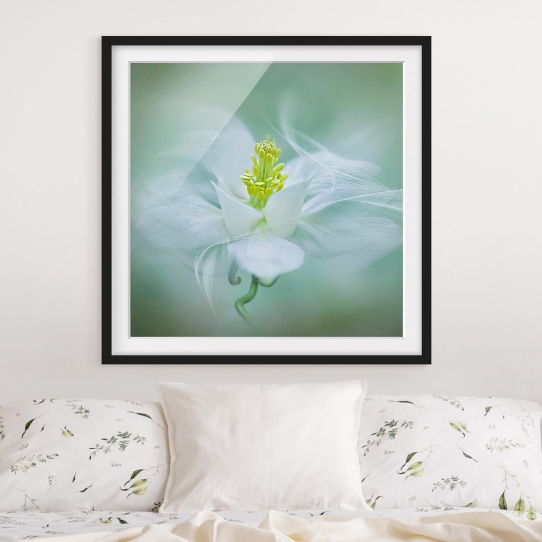 Gerahmter Fotodruck White Columbine