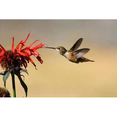 Hummingbird in Flight by Birdimages