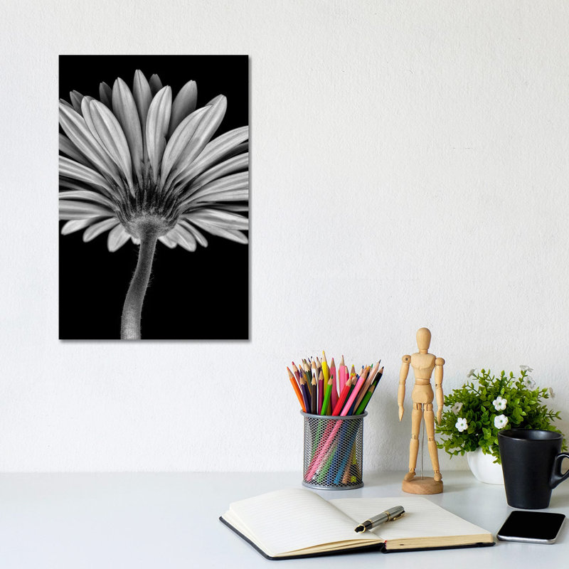 Bw Gerber Daisy - Wrapped Canvas Print, 30.48cm H x 20.32cm W x 1.905cm D
