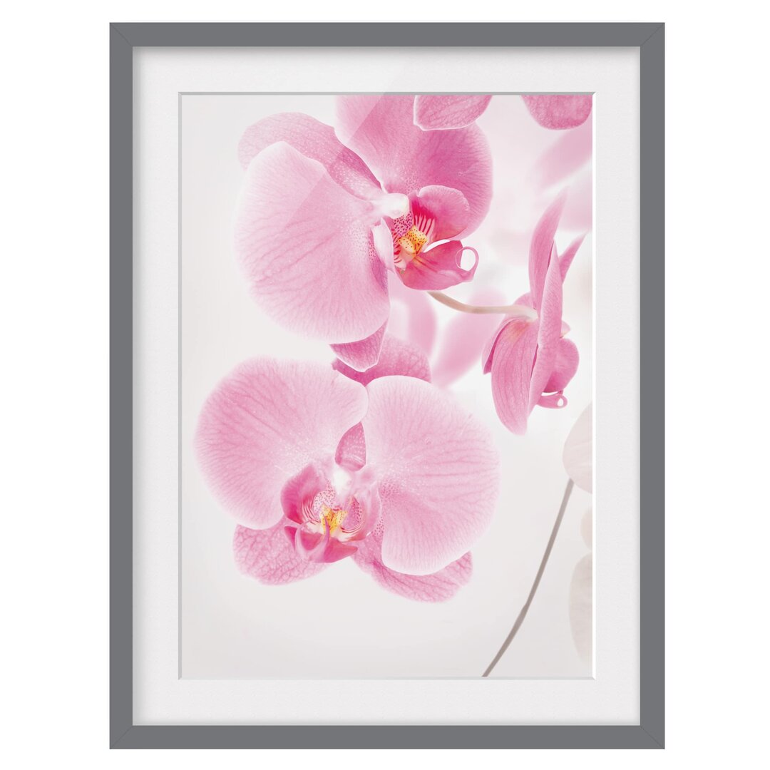 Gerahmtes Poster Delicate Orchids