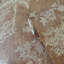 Zen Floral Paper Metallic Wallpaper Roll-638226054