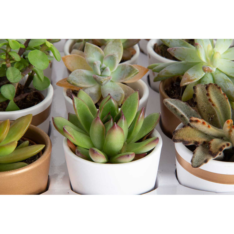 48 Piece Costa Farms Live Mini Succulent Low Maintenance Plant in Ceramic Pot