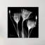 Gentiane blanche - impression sur toile tendue-23604912