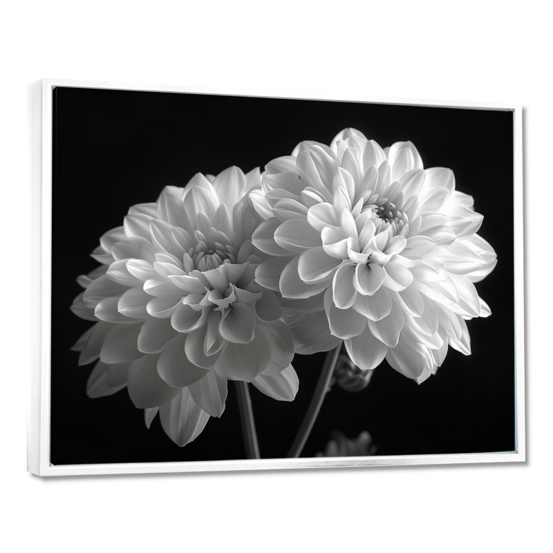 Monochromes blanc noir, «Mums Botanical Beauty I», reproduction d'art mural, Cadre flottant blanc, bois massif