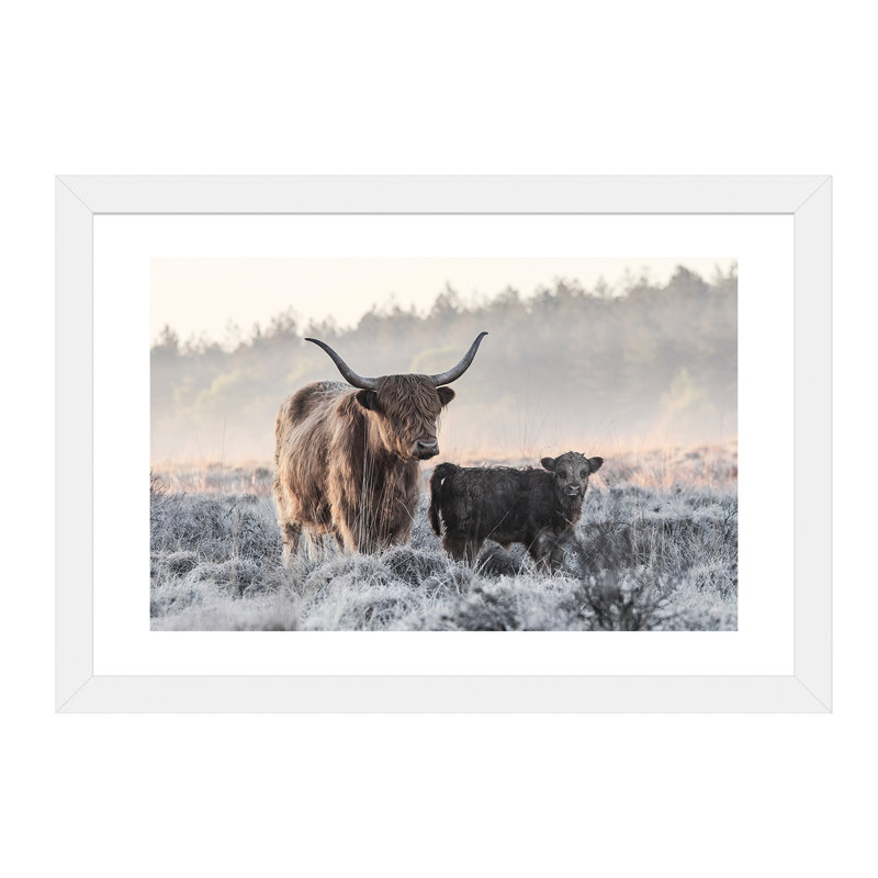 «Highlander and Calf», photographie, H 16 po x l 24 po x P 1 po, Papier avec cadre blanc