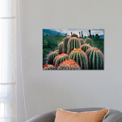 Nature Of Cacti , Chihuahuan Desert, Tamaulipas, Mexico - Wrapped Canvas Print