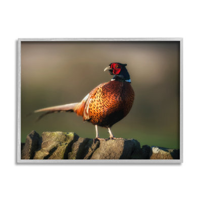 " Illuminated Pheasant Bird Standing Woodland Nature Scenery " by James Dobson