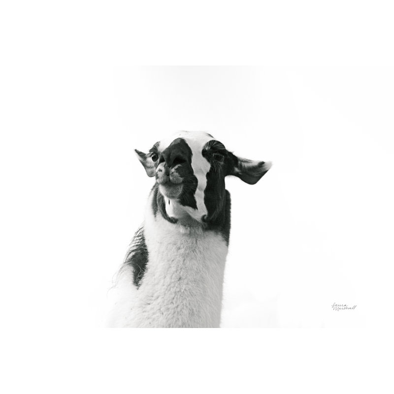 Lovable Llama I by Laura Marshall - Wrapped Canvas Print, 81cm H x 122cm W