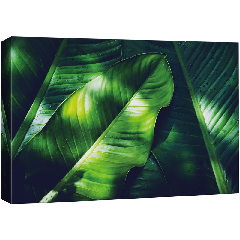 "Flower Banana", Banana Leaves In Sunlight, H 16 po x l 24 po