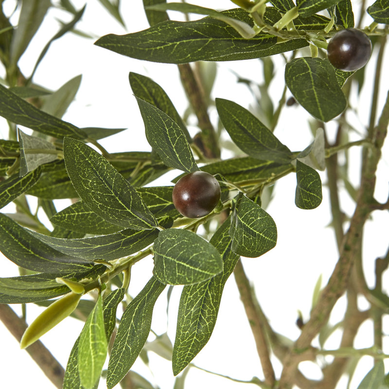 Andaiye Plant in Pot, 240cm H x 20cm W x 20cm D