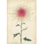 "Crysanthemum I", reproduction sur toile tendue-18798423