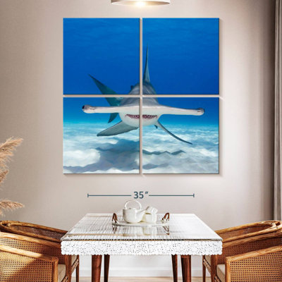 Requin-marteau Brampt nageant