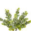 19 plantes-94734820