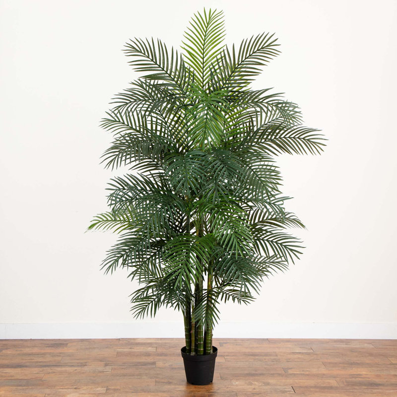 Plante, 96"