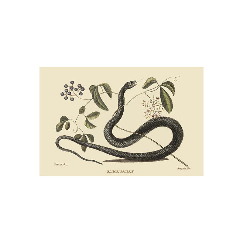« black serpent » par catesby catesby, impression, H 24 po x l 36 po x P 1,5 po