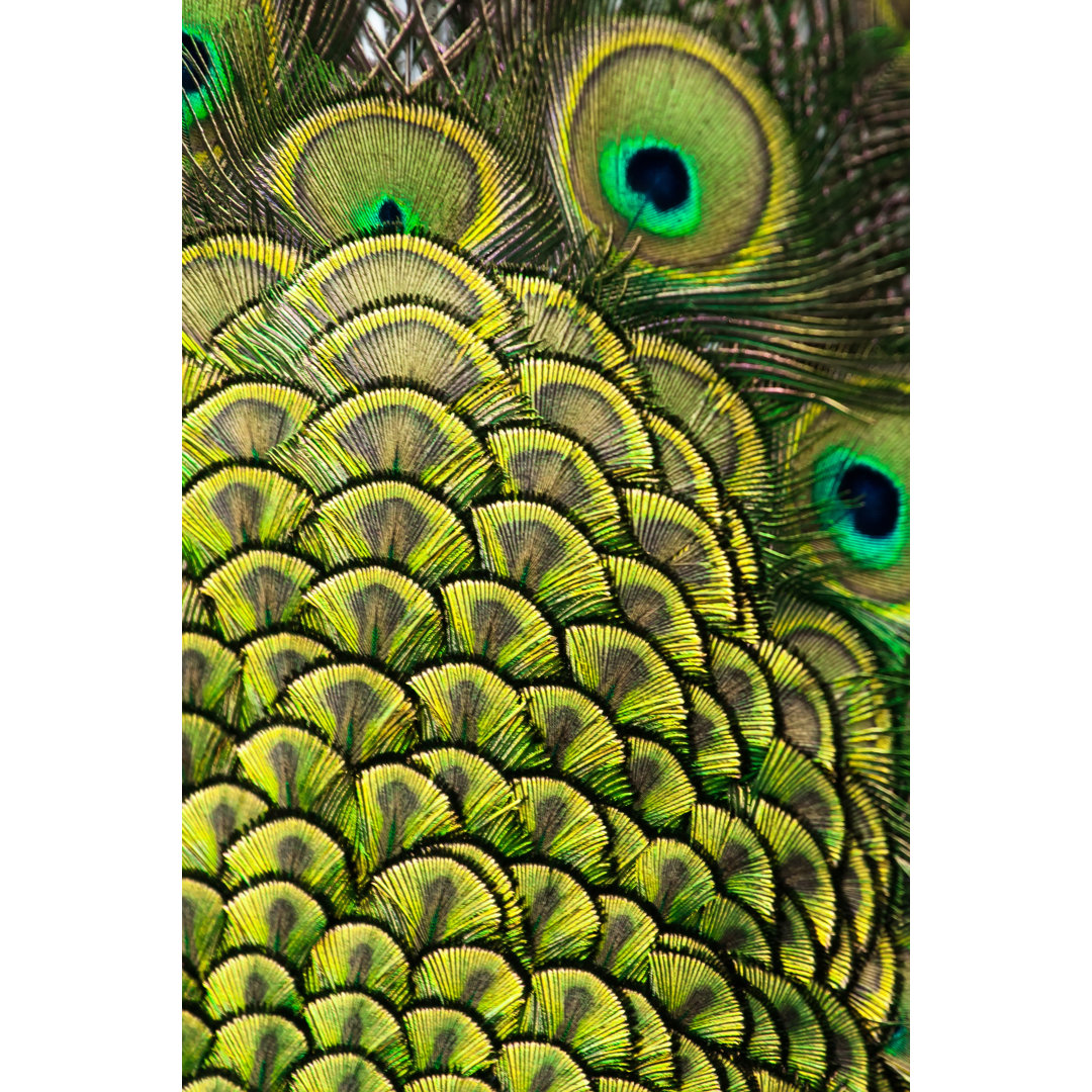 Close Up Of Green Peacock Feathers von DKart - Leinwandbild