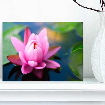 " Large Lotus Flower In The Pond "
