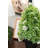 Topiary In Pot