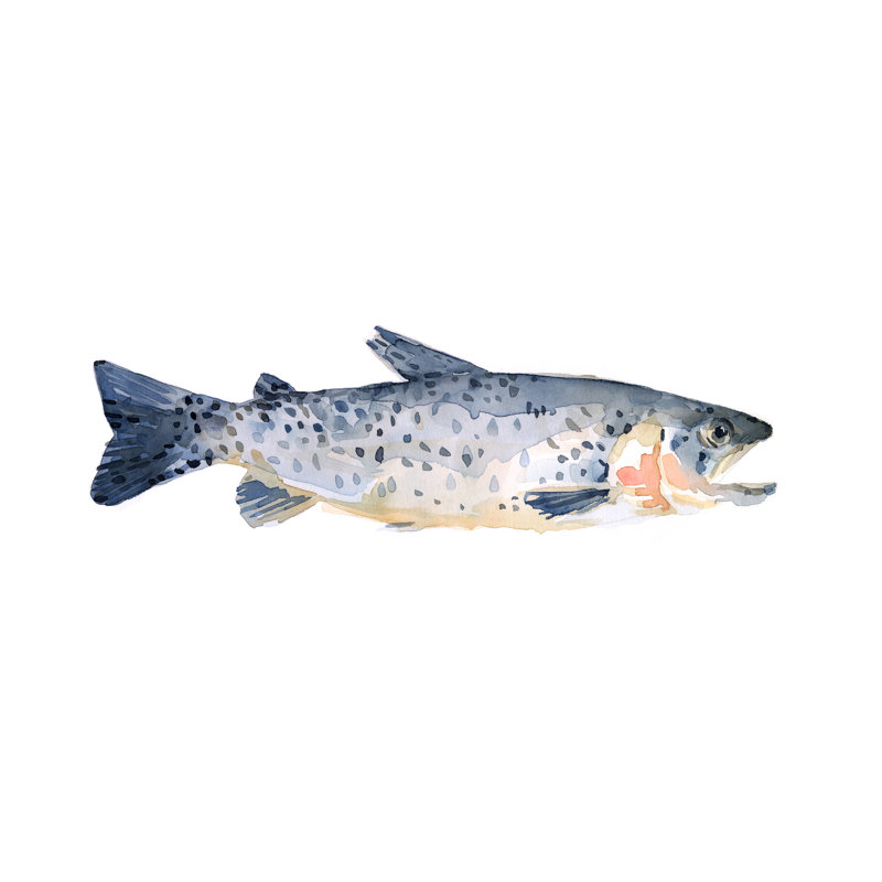 «Freckled Trout IV», peinture sur toile, H 20 po x l 30 po