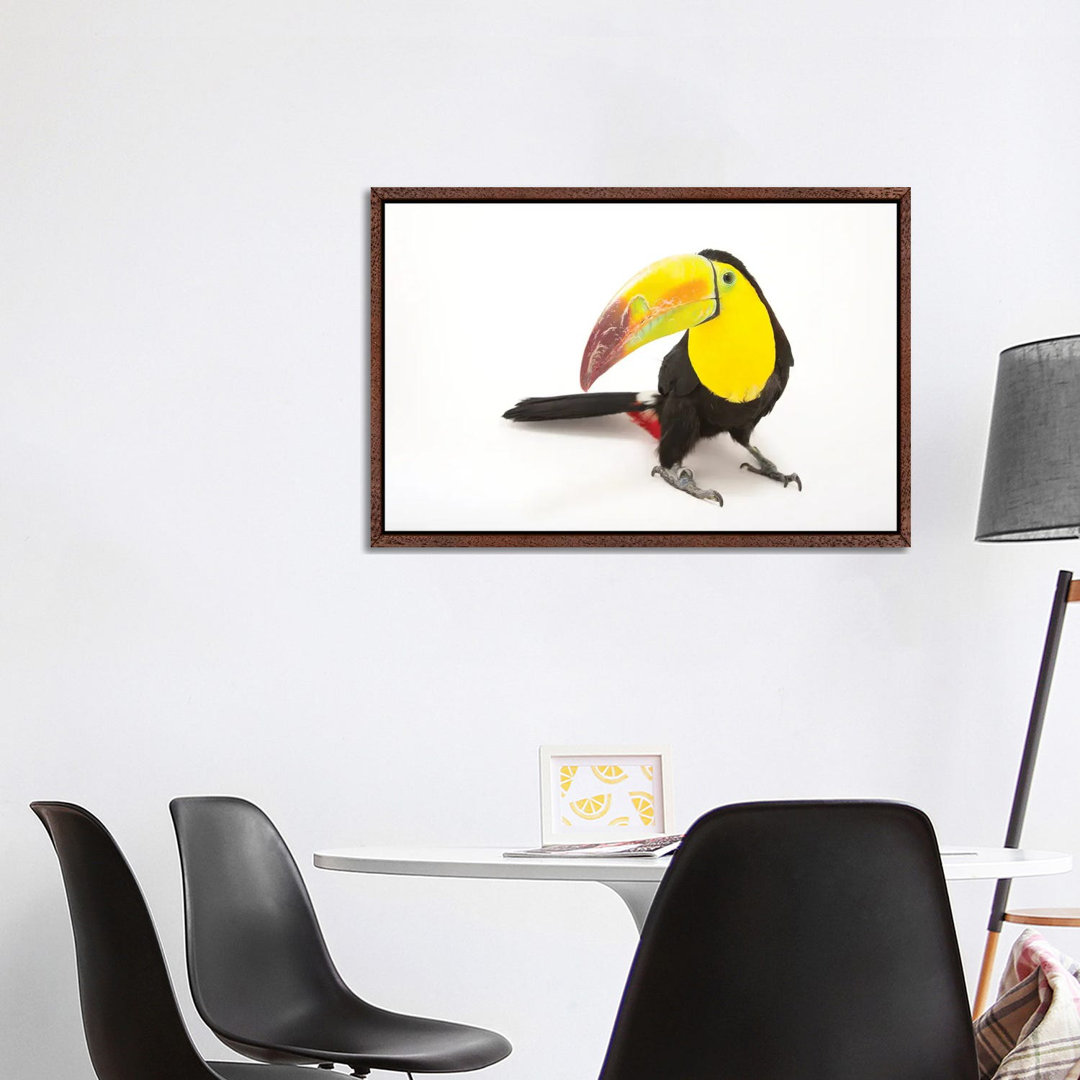 A Keel-Billed Toucan At Tracy Aviary von Joel Sartore - Gallery-Wrapped Canvas Giclée on Canvas