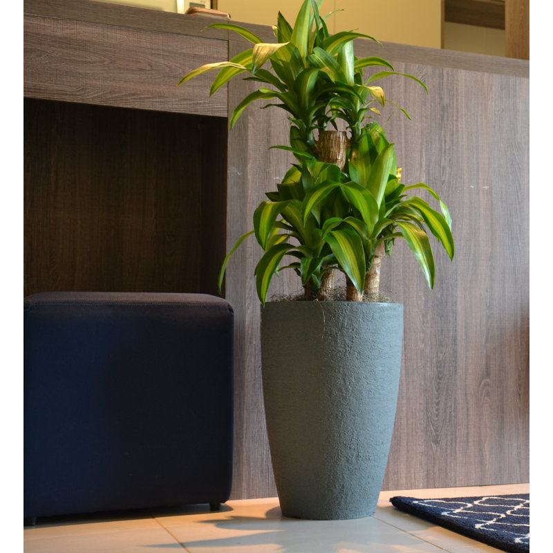 Pot à fleurs en plastique Mccasland, Gris anthracite, H 17,3 po x l 11,8 po x P 11,8 po