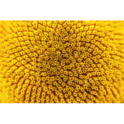 Sunflower Close up by Graphixel - Wrapped Canvas Print