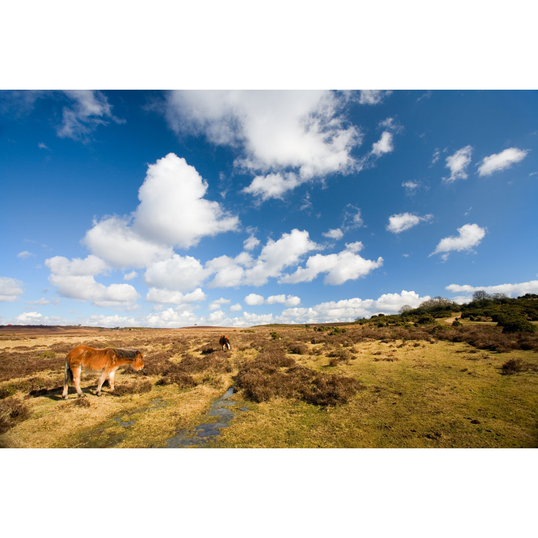 Waldponys von Urbancow - Druck