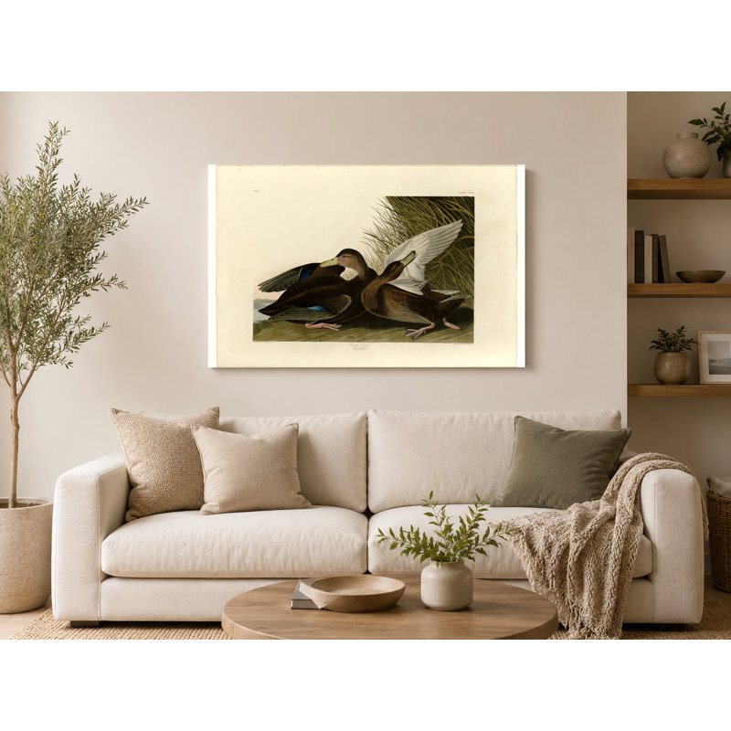 Dusky Duck, Plate 302 (1838) - Art mural sur toile paysage, 18" W x 12" H