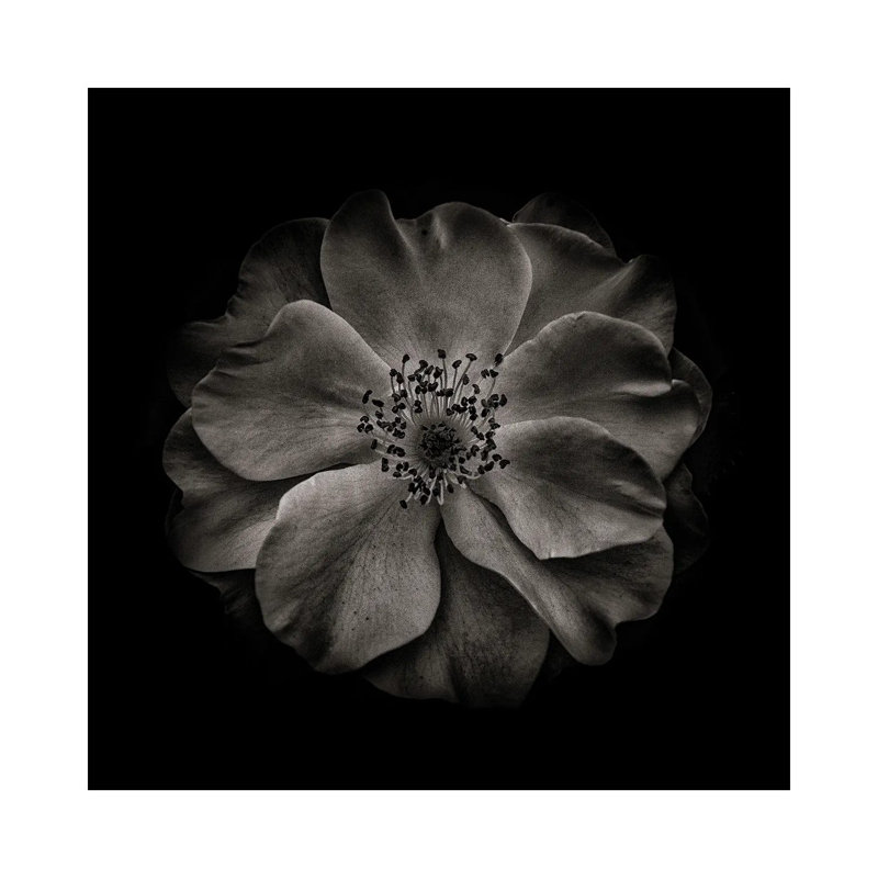 Black And White Primrose by Brian Carson - Wrapped Canvas Print, 30.48 cm H x 30.48 cm W