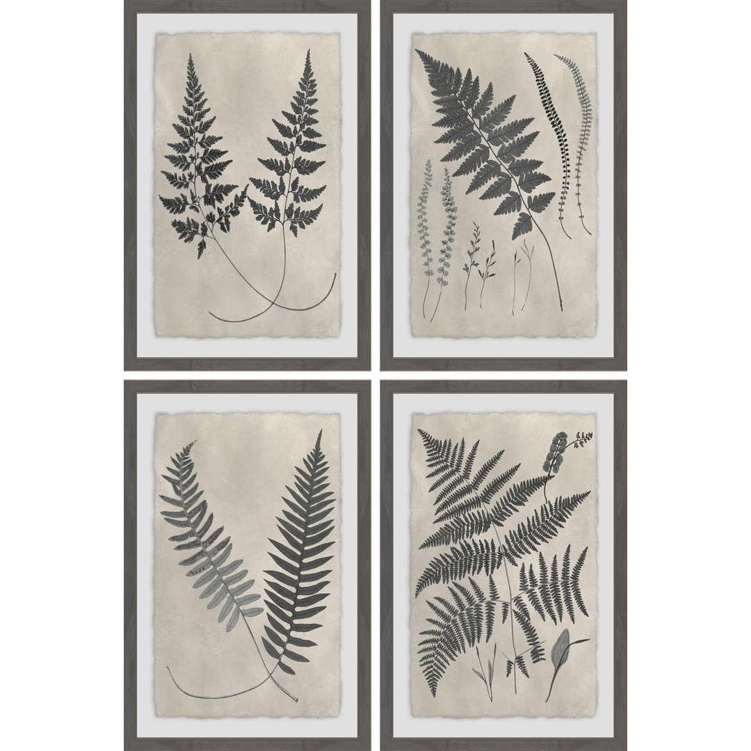 'Vintage Fern Study III Quadriptych' 4 Piece Framed Graphic Art Print Set Gracie Oaks 