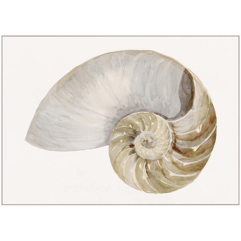 Sea Shell 7 Print, White Floater Framed, 44" H x 61" W