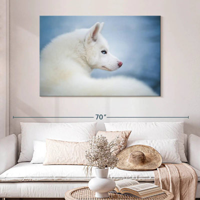 Pure White Husky